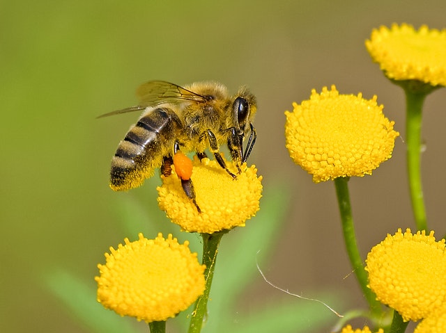 naturalny miód pszczeli prosto z pasieki