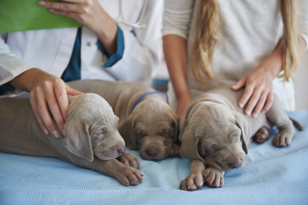 śpiące szczeniaki na kanapie u weterynarza - produkty wterynaryjne